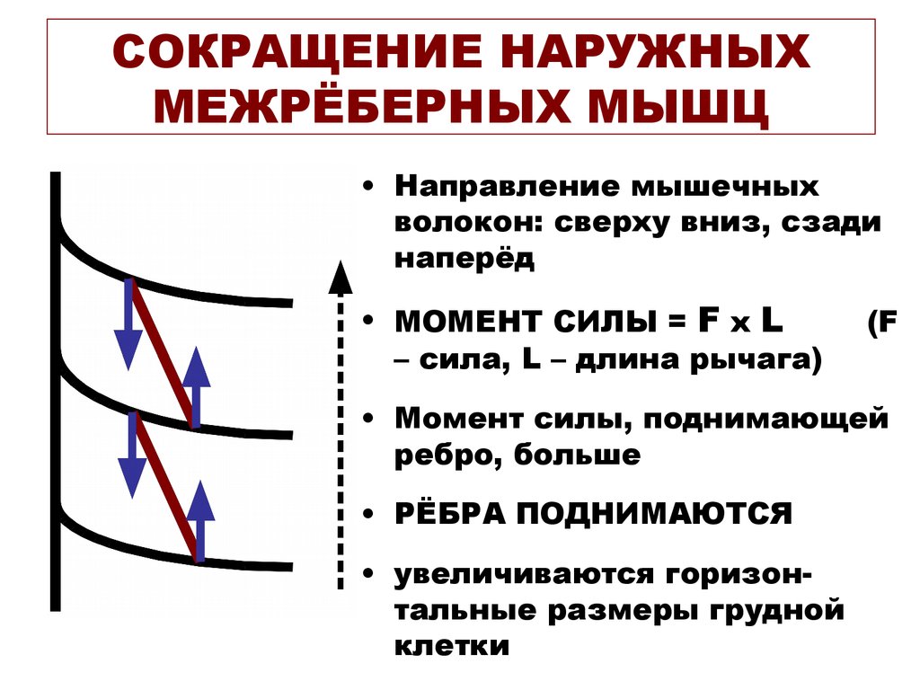 Поступление воздуха в легкие сокращение межреберных