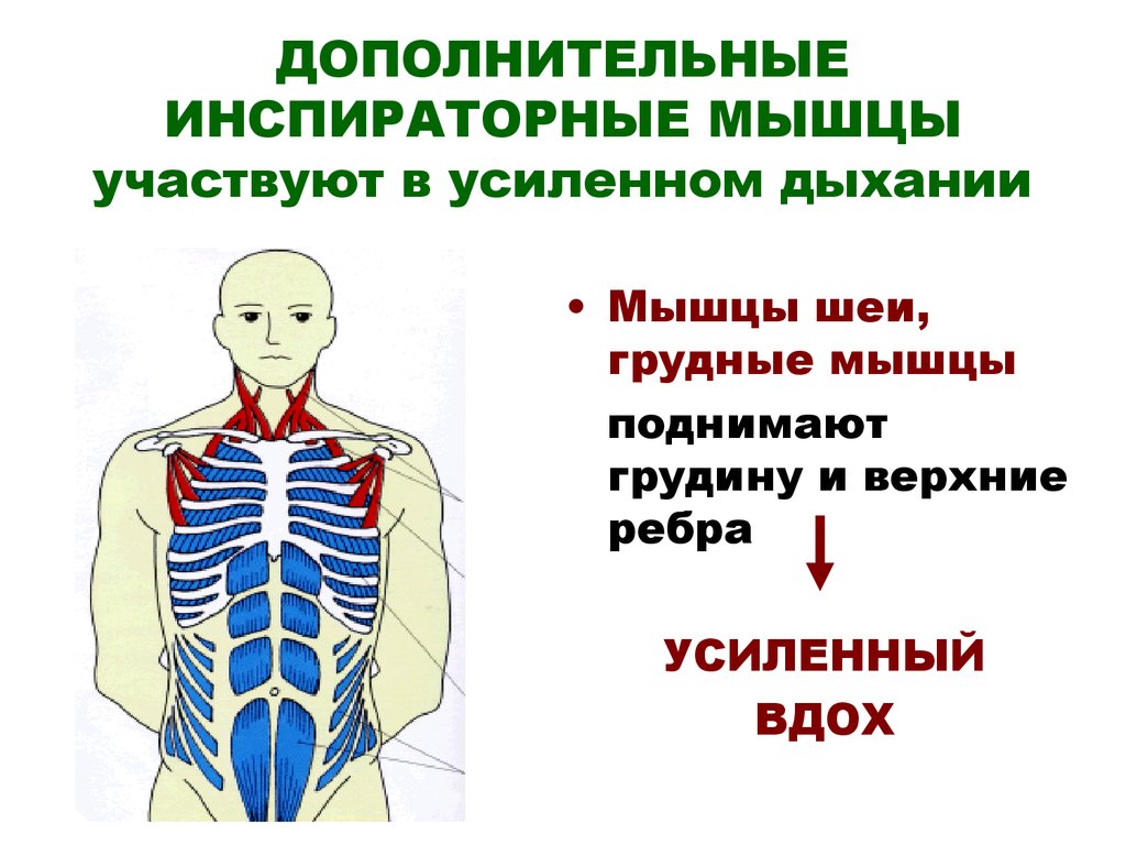 Вспомогательные мышцы