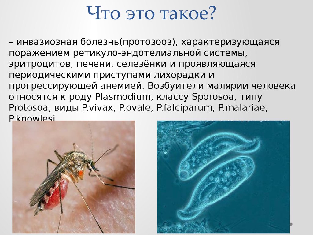 Протозоозы. Протозоозы заболевания. Протозоозы это. Кишечные протозоозы. Простейшие – паразиты человека. Протозоозы..