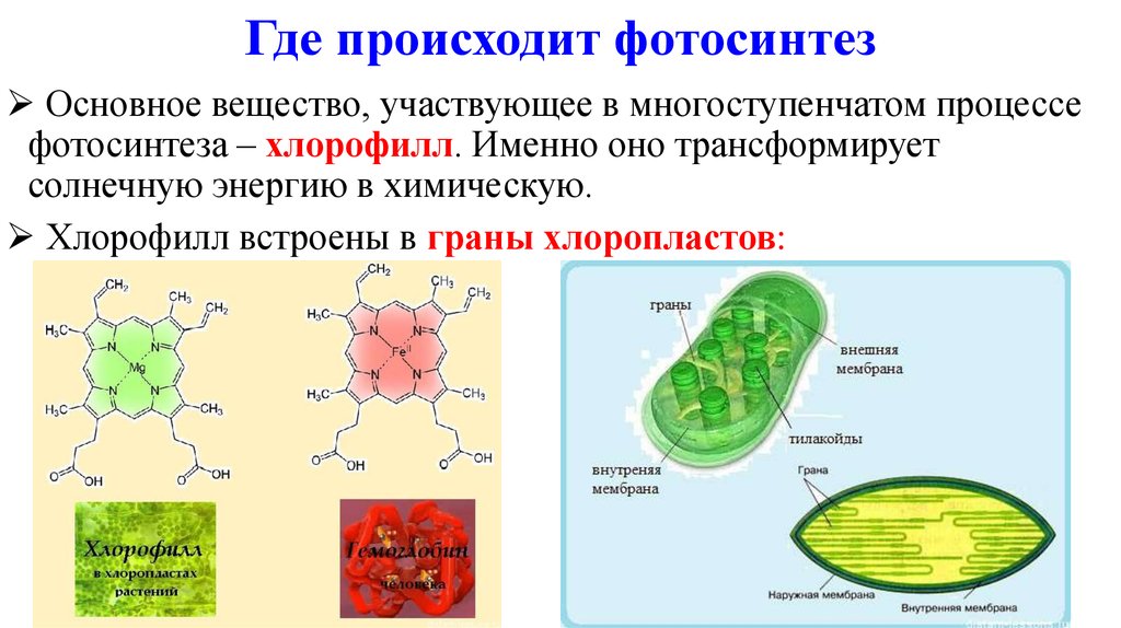 Фотосинтез происходит в клетках содержащих хлорофилл. Процесс фотосинтеза в хлоропластах. Фотосинтез хлорофилл растений. Клетки хлорофилла фотосинтез. Хлорофилл в процессе фотосинтеза.
