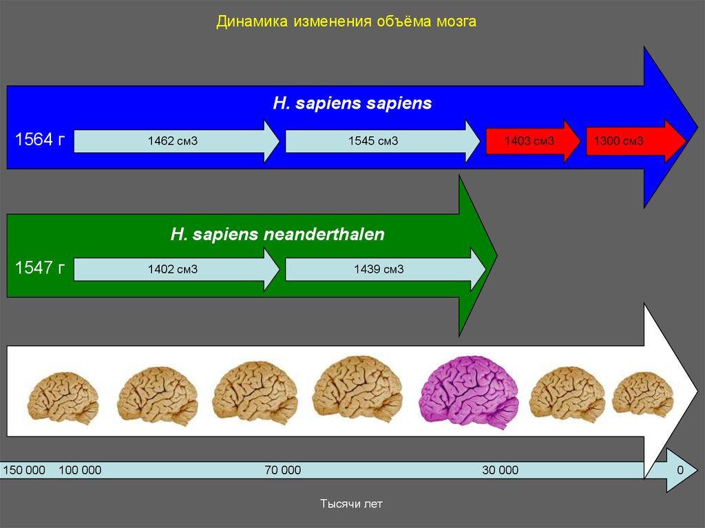 Эволюция размера мозга. Объем человеческого мозга. Размер мозга современного человека. Объем головного мозга современного человека.