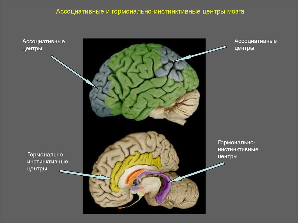 Ассоциативные доли мозга. Ассоциативные зоны мозга. Ассоциативные структуры мозга. Ассоциативные центры. Отделы головного мозга ассоциативные.