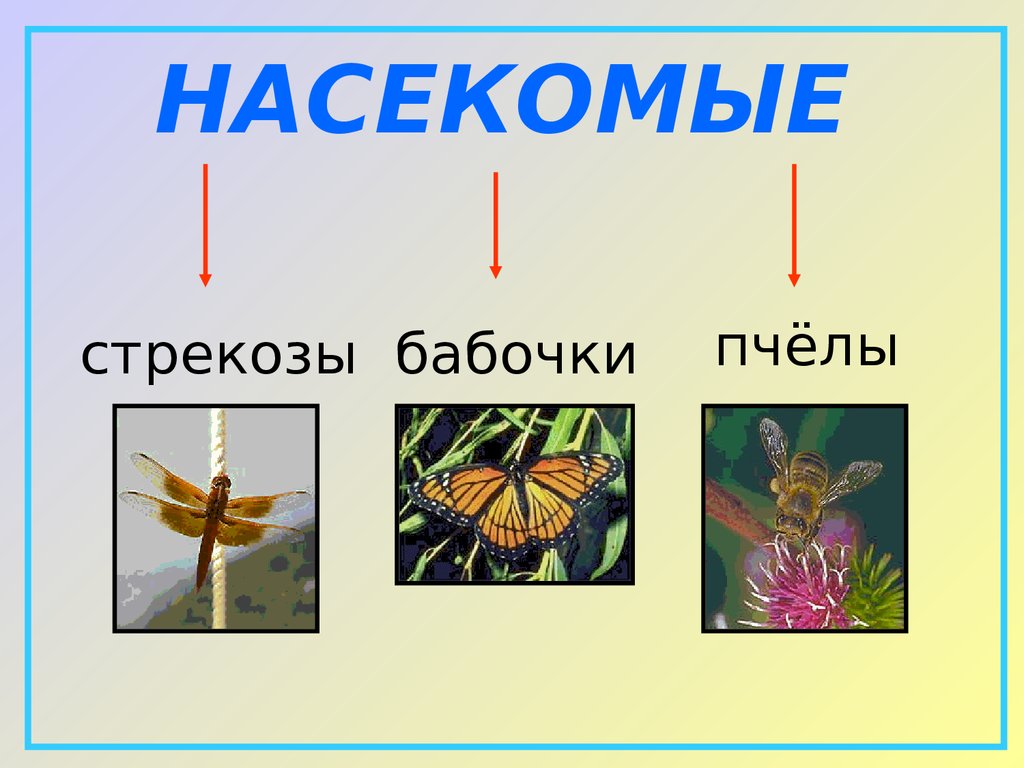 Урок многообразие животных. Разнообразие животных 3 класс. Насекомые бабочки Стрекозы. Разнообразие животных 3 класс окружающий мир презентация. Разнообразие животных окружающий мир 3.