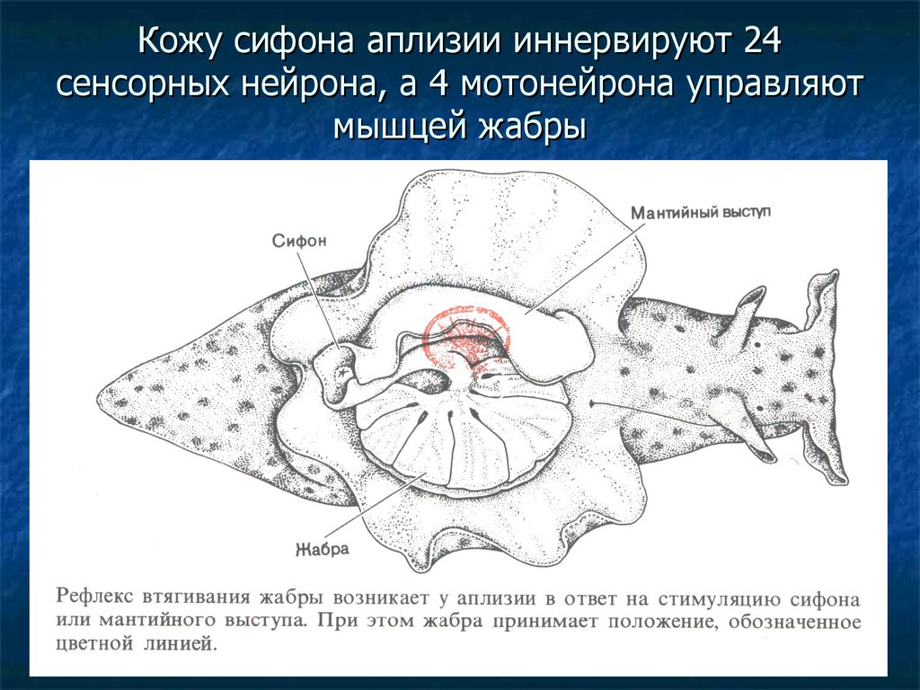 Аплизии нейроны фото