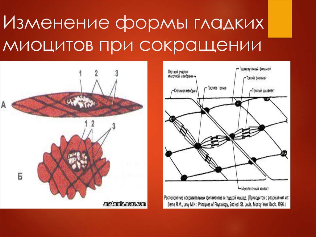 Изменения строения. Сократительного аппарата гладких миоцитов. Синтетический аппарат гладких миоцитов. Строение гладкого миоцита. Гладкие миоциты строение.