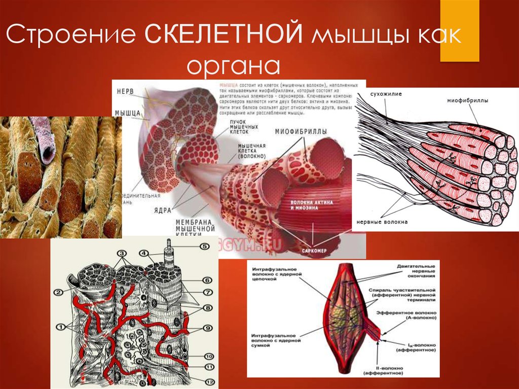 Строение СКЕЛЕТНОЙ мышцы как органа