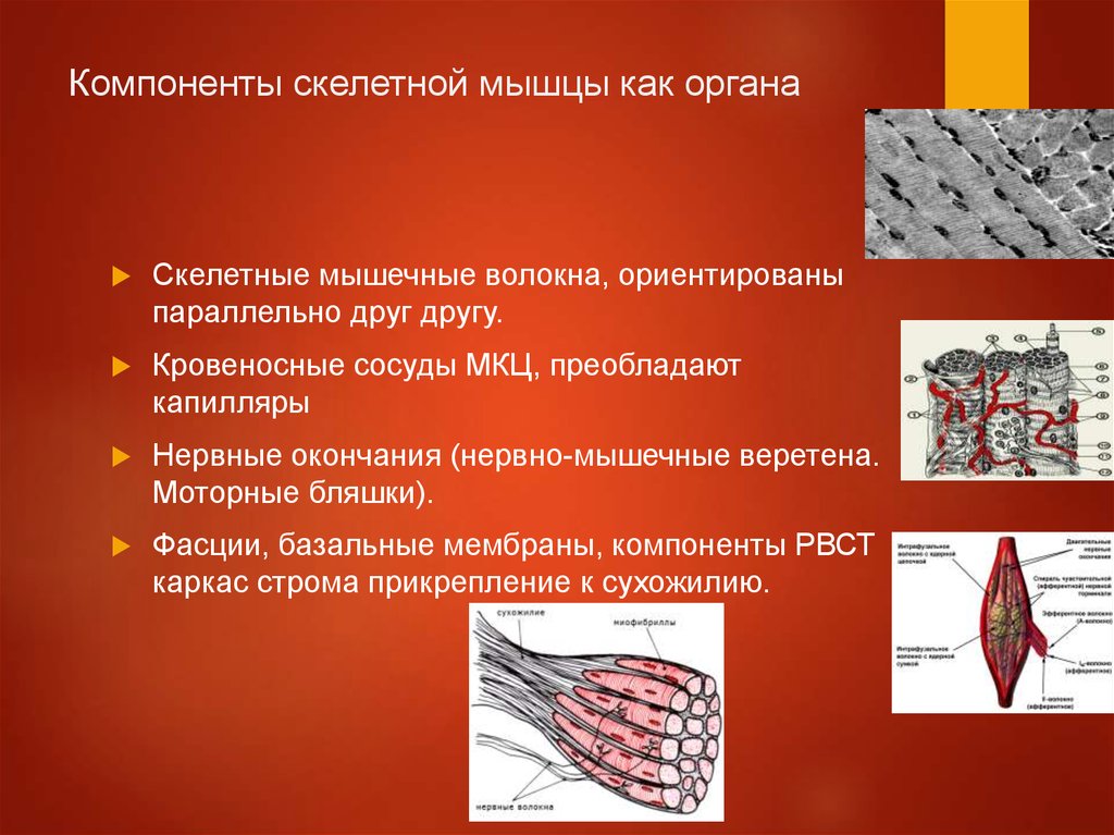 Скелетные мышцы. Компоненты скелетной мышцы. Моторные бляшки мышечной ткани. Обязательные компоненты мышцы. Структурные компоненты скелетной мышцы.