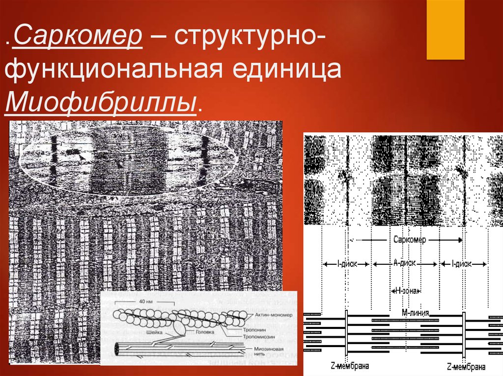 Саркомер. Структурно‑функциональная саркомер. Саркомер структурно функциональная единица миофибриллы. Структурного функциональной единицей миофибриллы. Саркомер функциональная единица.