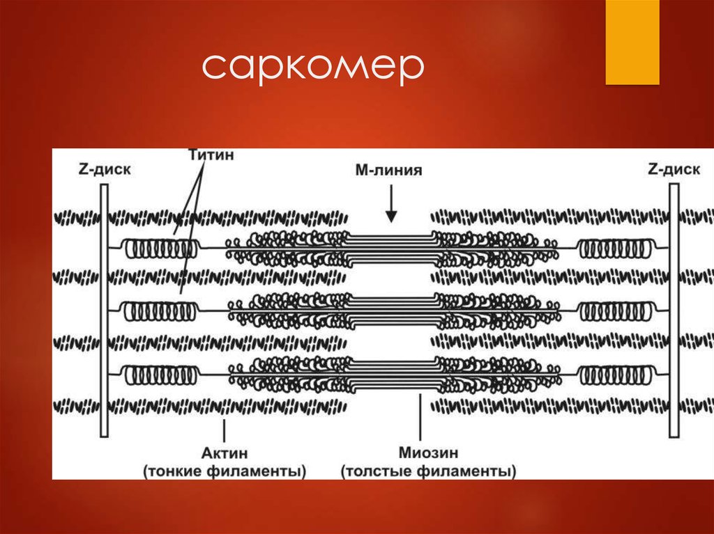 Саркомер рисунок физиология