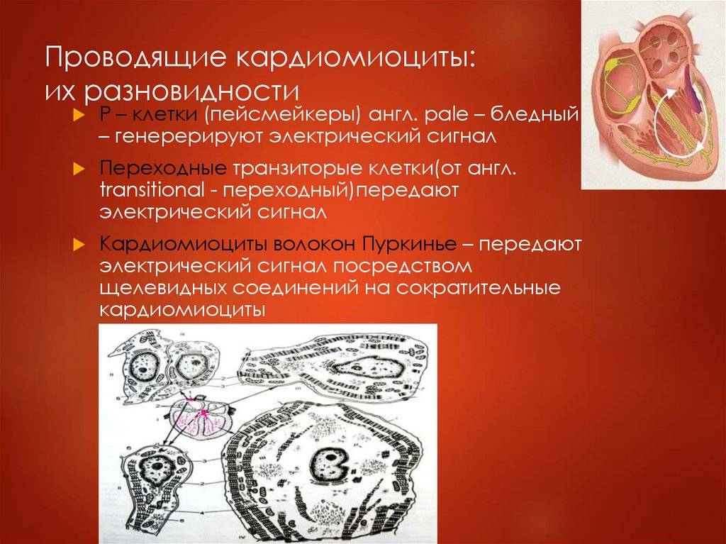 Кардиомиоциты. Проводящие кардиомиоциты гистология. Проводящте кардиомиоциьы. Проводязие каридомиоциыт. Кардиомиоциты это клетки.