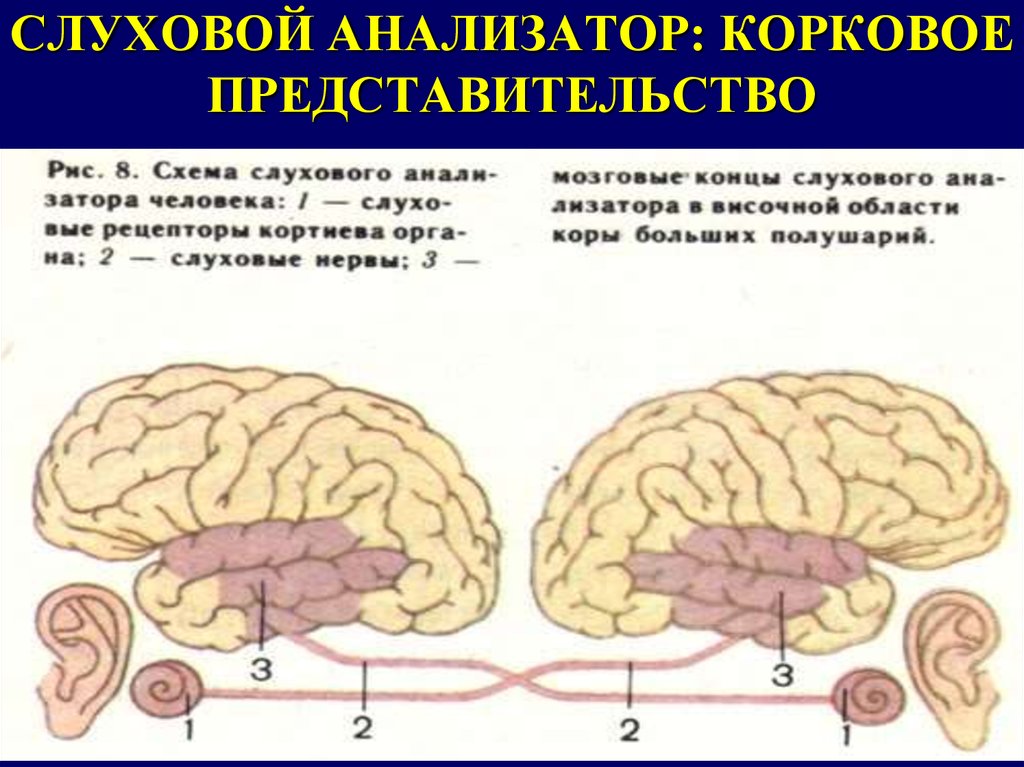 Высшие корковые функции презентация