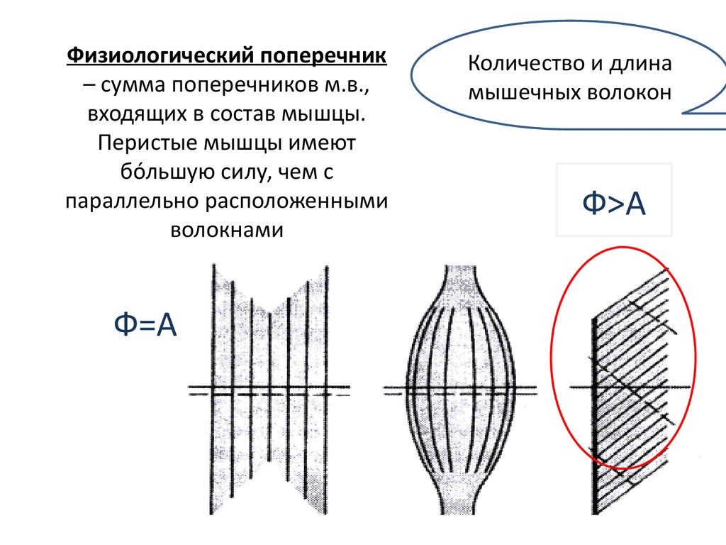 Поперечник. Физиологический поперечник мышцы это. Анатомический и физиологический поперечник мышц. Физиологический попер. Анатомический поперечник мышцы это.