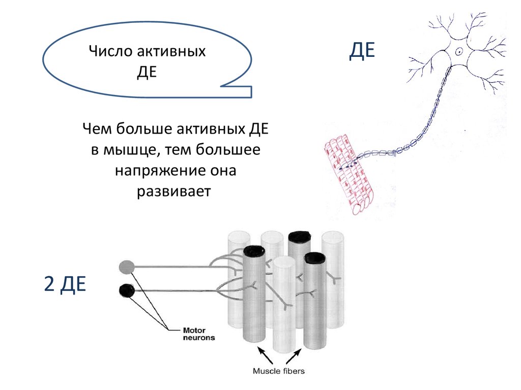 Количество активном. Число активных де мышц. Что такое активное число.