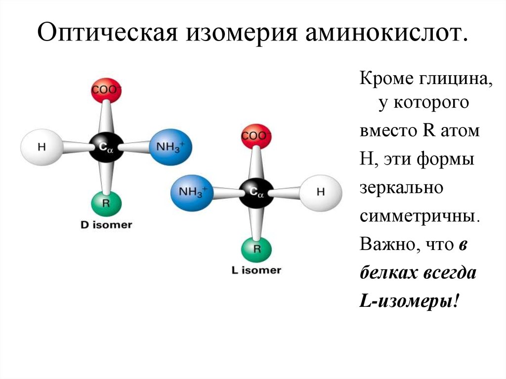 Оптические аминокислоты. Оптическая изомерия аминокислот. Оптические изомеры аминокислот. Структурная и пространственная изомерия аминокислот. Изомерия аминокислот оптическая изомерия.