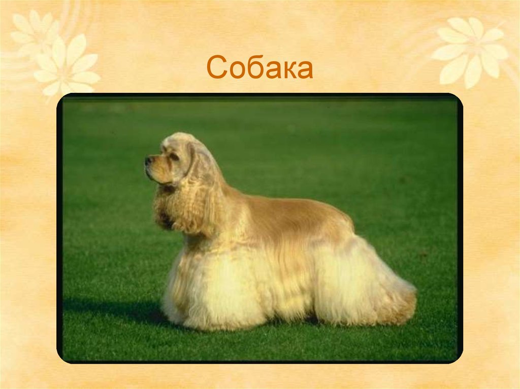 Собака