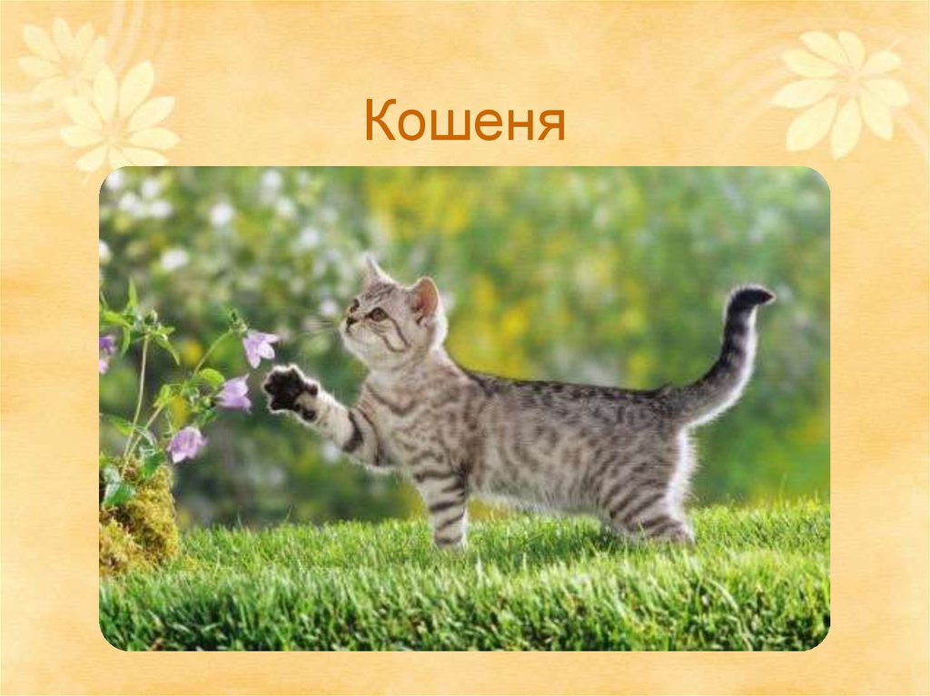 Кошеня