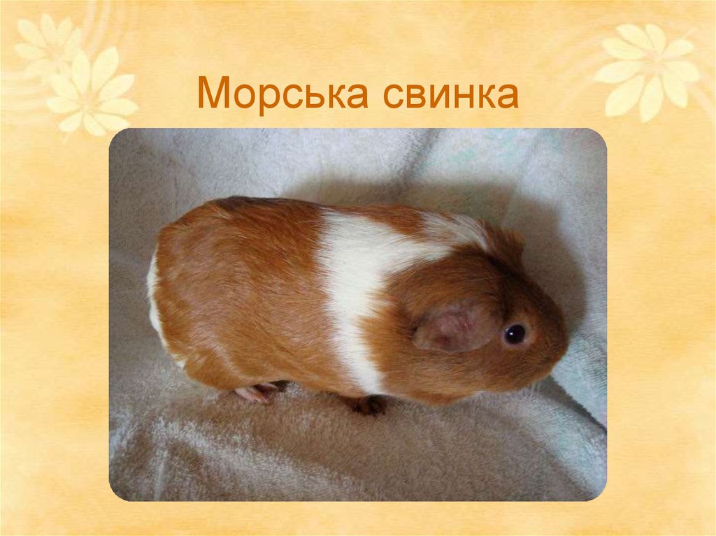 Морська свинка