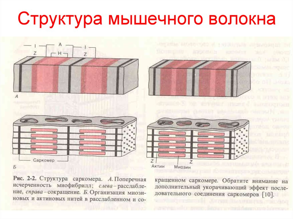 Рисунок мышечного волокна