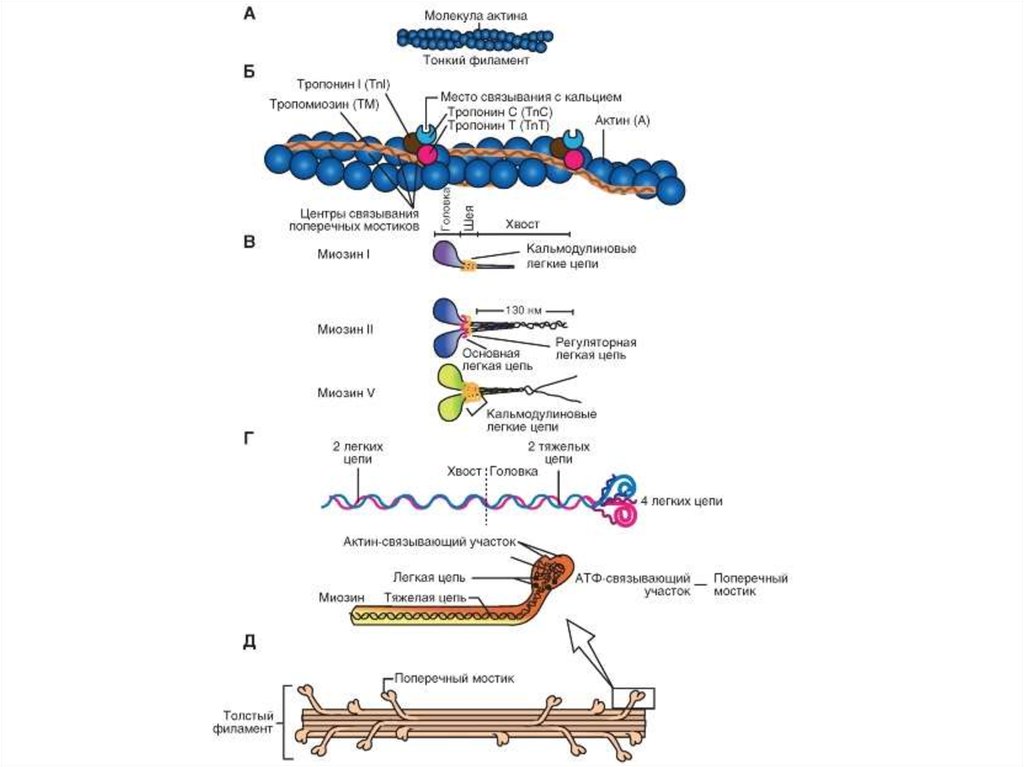 Строение мышечных волокон актин. Структура актина и миозина. Актин и миозин структура белка. Сокращение актина и миозина