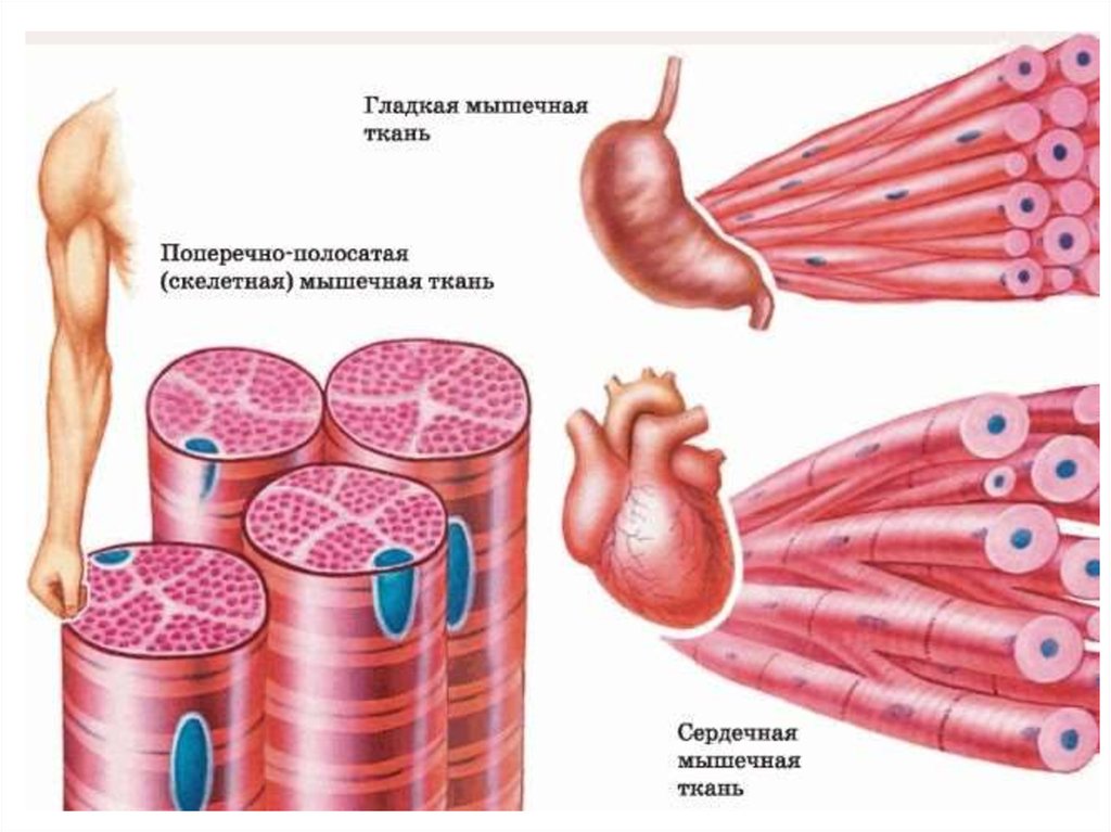 Отличия гладкой мускулатуры от поперечно полосатой. Поперечно-полосатая сердечная мышечная ткань. Поперечно гладкая мышечная ткань. Поперечно полосатая мышечная ткань структура. Клетки поперечно-полосатой мышечной ткани.