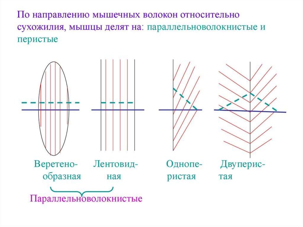 Направления мышц. Направление волокон мышц. Мышцы по направлению волокон. Классификация мышц по направлению волокон. Мышцы по направлению мышечных волокон.