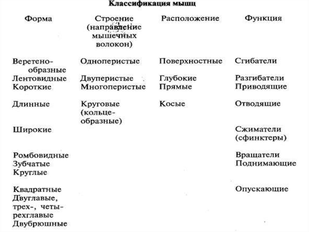 Направления мышц. Классификация мышц по строению и функции. Классификация скелетных мышц по форме, строению, расположению. Скелетные мышцы классификация функции. Классификация скелетных мышц схема.