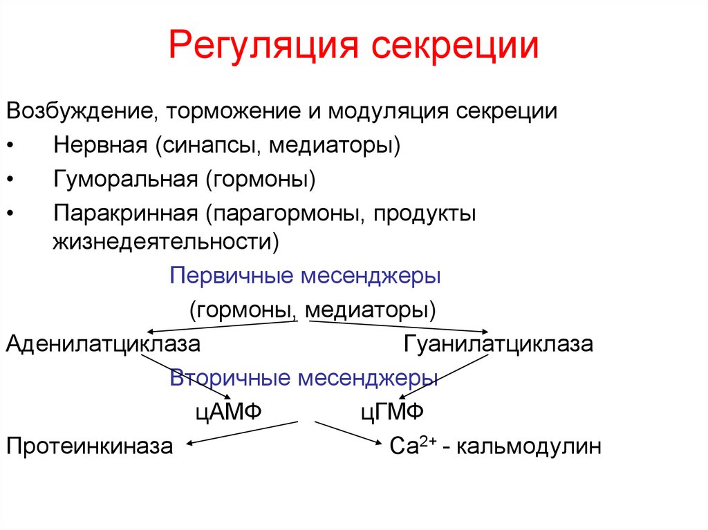 Процесс секреции заключается в