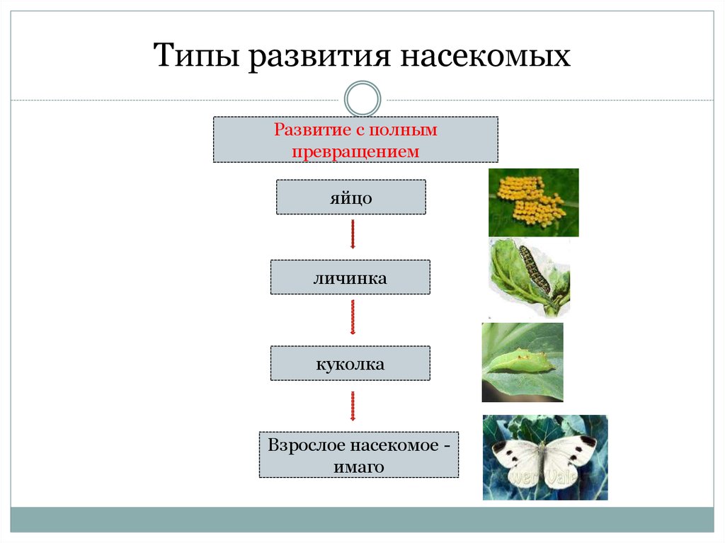 Схема типы развития животных