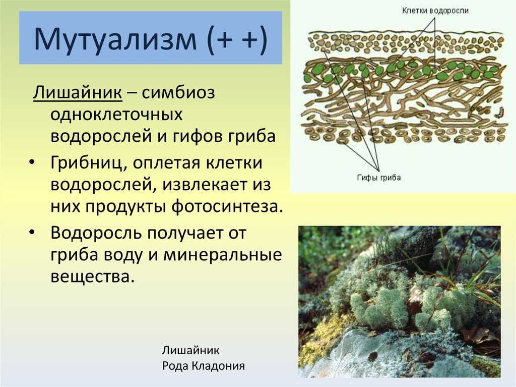 Взаимоотношения гриба и водоросли. Лишайник-кладония симбиоз. Симбиоз гриба и водоросли в лишайнике. Лишайники симбиотические организмы. Лишайник это симбиоз.
