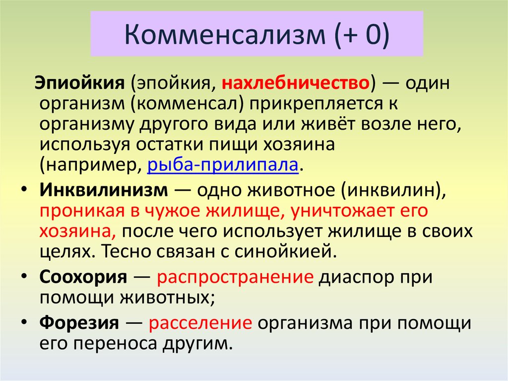 Комменсалы это. Эпиойкия. Эпиойкия примеры. Нахлебничество (эпиойкия). Инквилинизм комменсализм примеры.