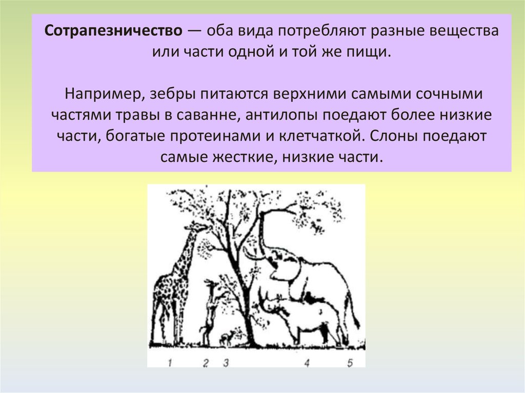 Обоих видов. Комменсализм сотрапезничество. Комменсализм пример сотрапезничества. Сотрапезничество характер взаимодействия. Примеры сотрапезничества.