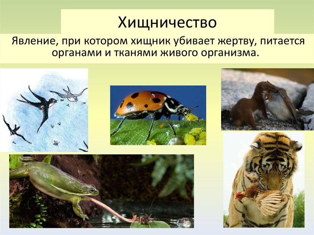 Хищничество примеры животных и растений. Хищничество. Хищники организмы. Хищники это в биологии. Взаимоотношение хищничество.