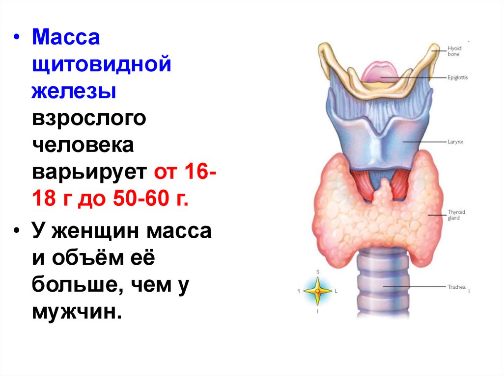 Размеры щитовидки у женщин