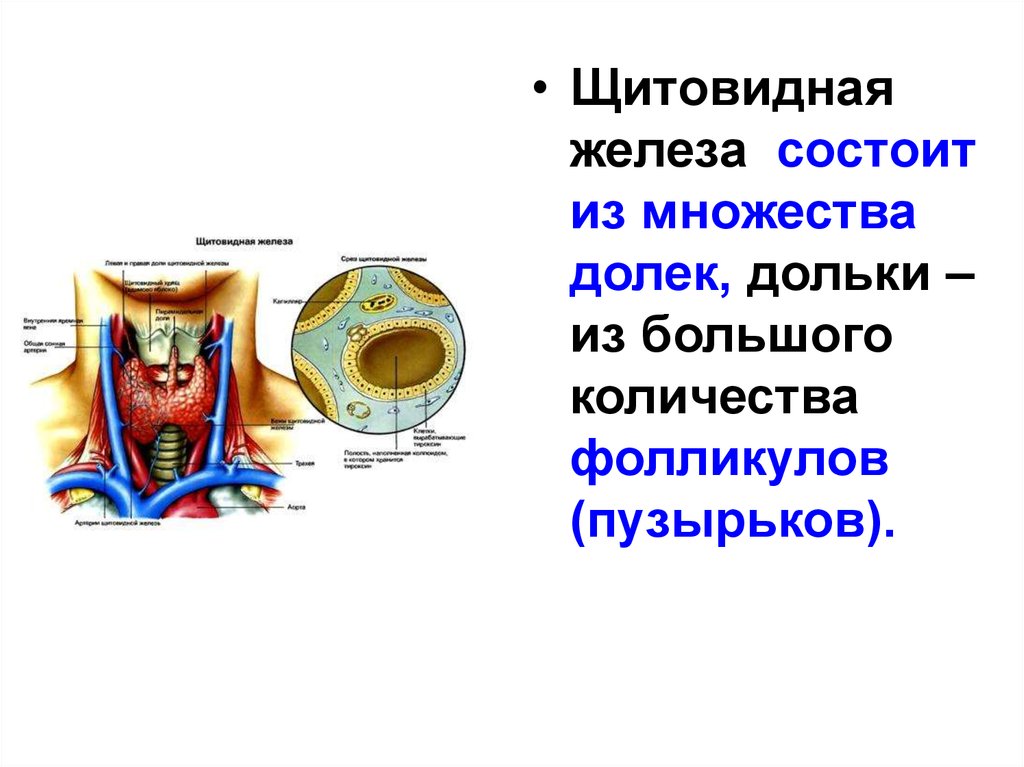 Щитовидная железа биология 8 класс. Анатомия физиология щитовидную железу. Строение щитовидной железы биология 8 класс. Щитовидная и паращитовидная железы схема. Щитовидная и паращитовидная железы физиология.