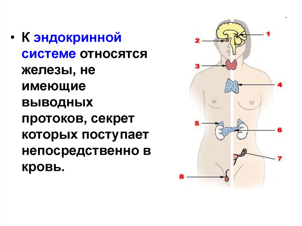 Железа внутренней секреции. .Система желез внутренней секреции. Функции. Эндокринная система или железы внутренней секреции органы. Эндокринная система железы внутренней секреции. Эндокринная система железы секреции.