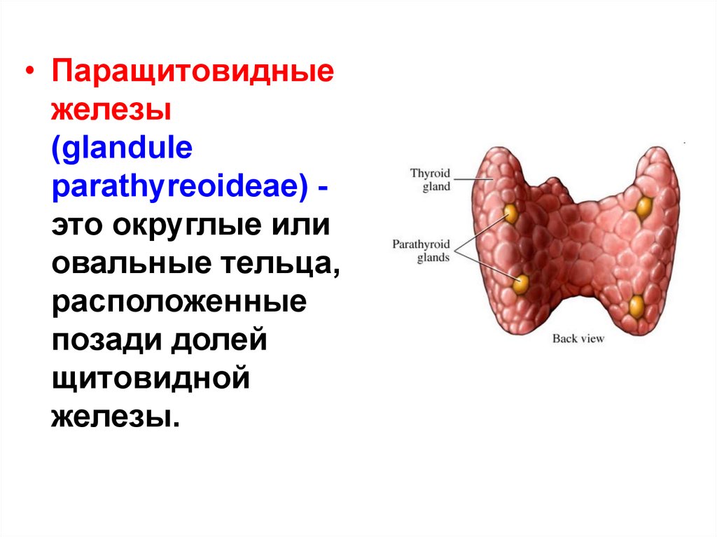 Околощитовидные железы. Паращитовидная железа физиология. Щитовидная паращитовидная железы строение функции. Физиология щитовидной и околощитовидной желез. Паращитовидная железа нормальная физиология.