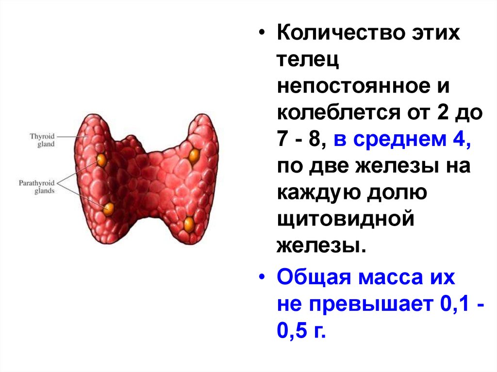 Желез 5. Паращитовидная железа физиология. Строение щитовидной железы физиология. Щитовидная паращитовидная железы строение функции. Физиология щитовидной и околощитовидной желез.