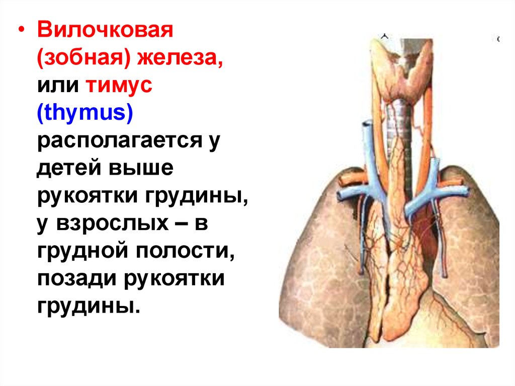 Где находится вилочковая железа у человека рисунок