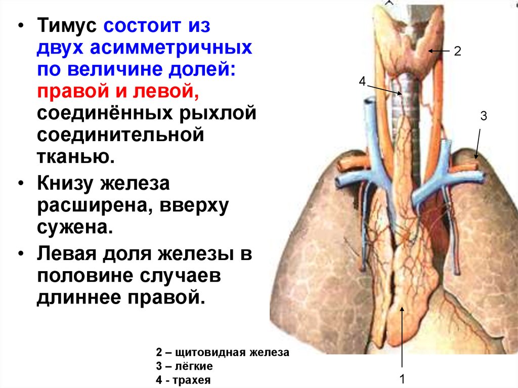 Какой цифрой на рисунке обозначен тимус