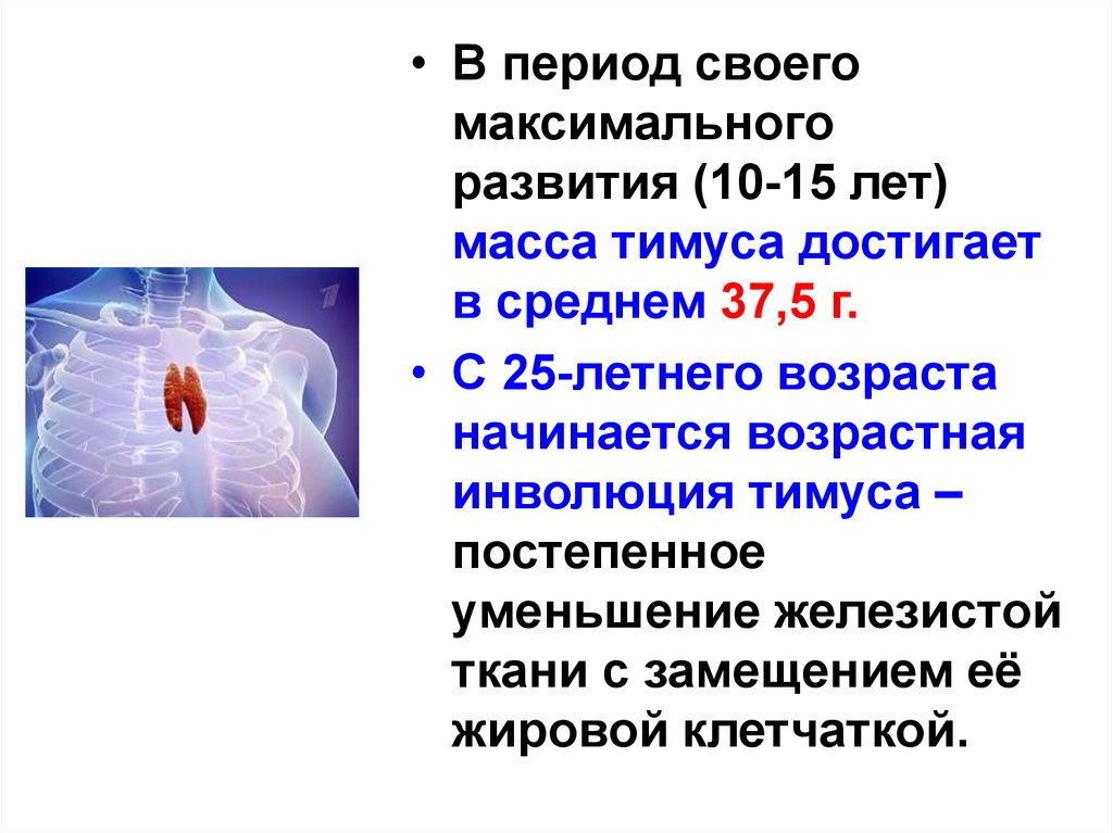 Гормоны тимуса физиология презентация