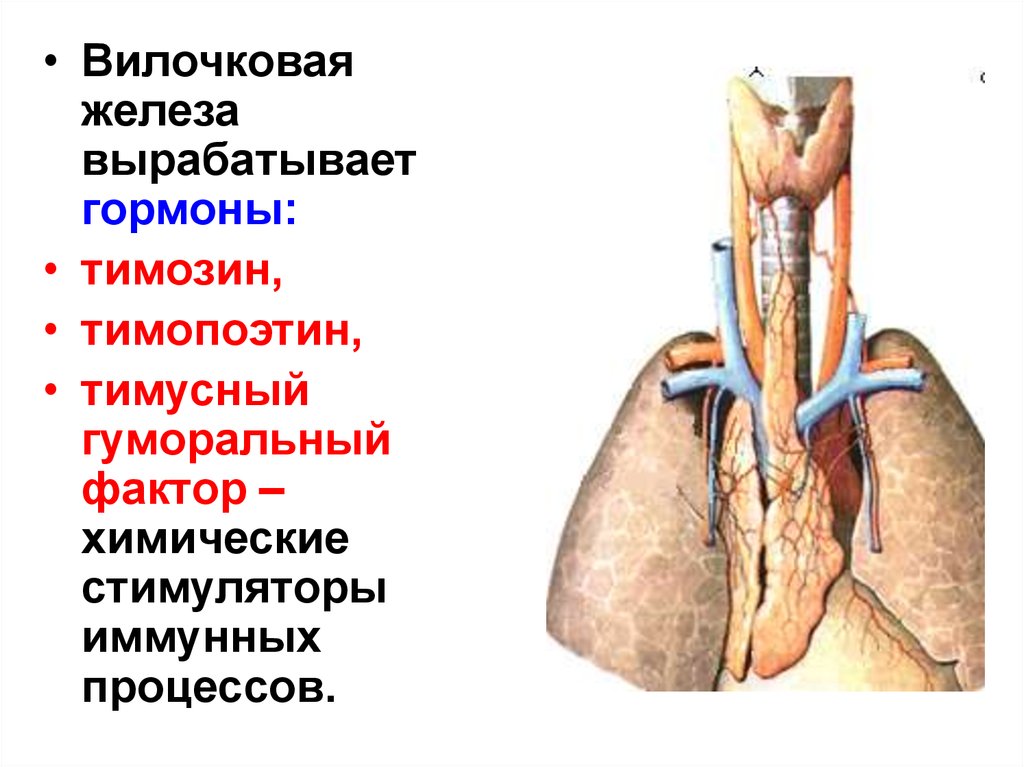 Железа вырабатывает. Вилочковая железа вырабатывает гормон. Тимус вилочковая железа тимозин. Вилочковая железа строение функции гормоны. Вилочковая железа производит гормоны, регулирующие выработку.