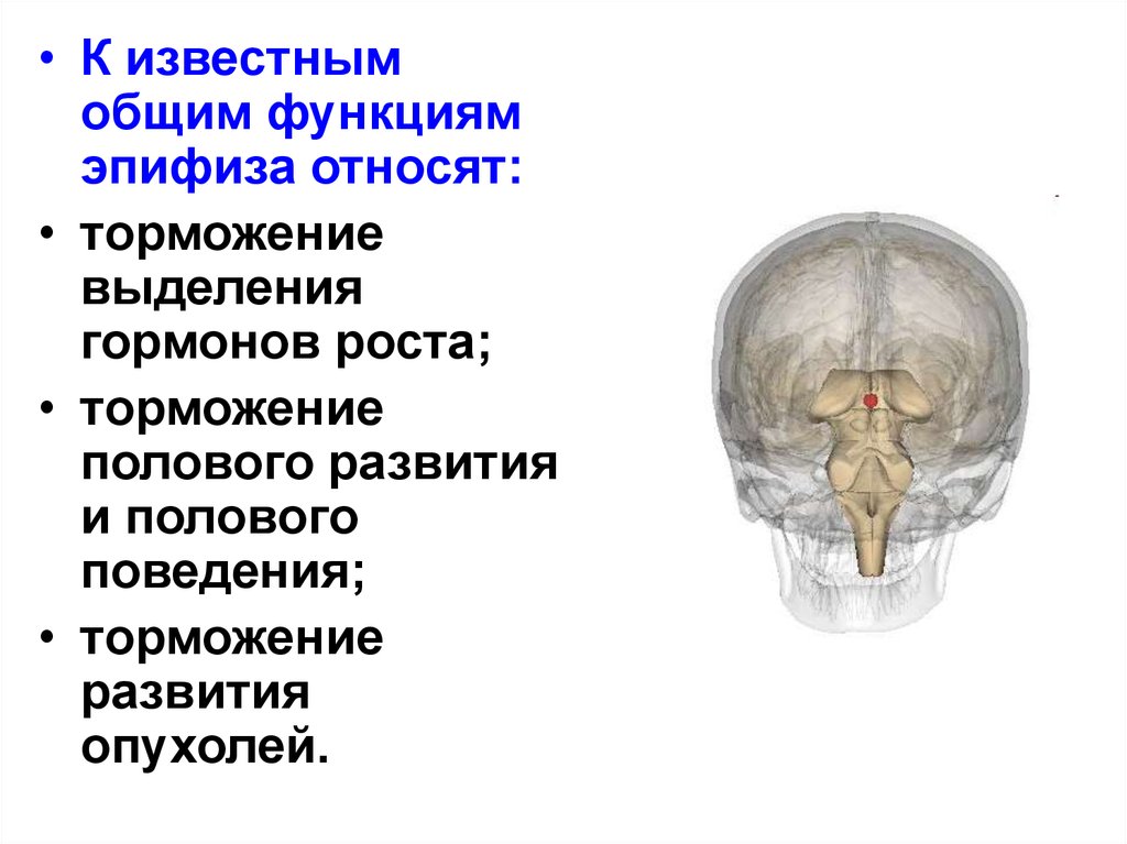 Функции эпифиза. Эпифиз анатомия. Эпифиз функции. Анатомия и физиология эпифиза. Шишковидная железа анатомия физиология.