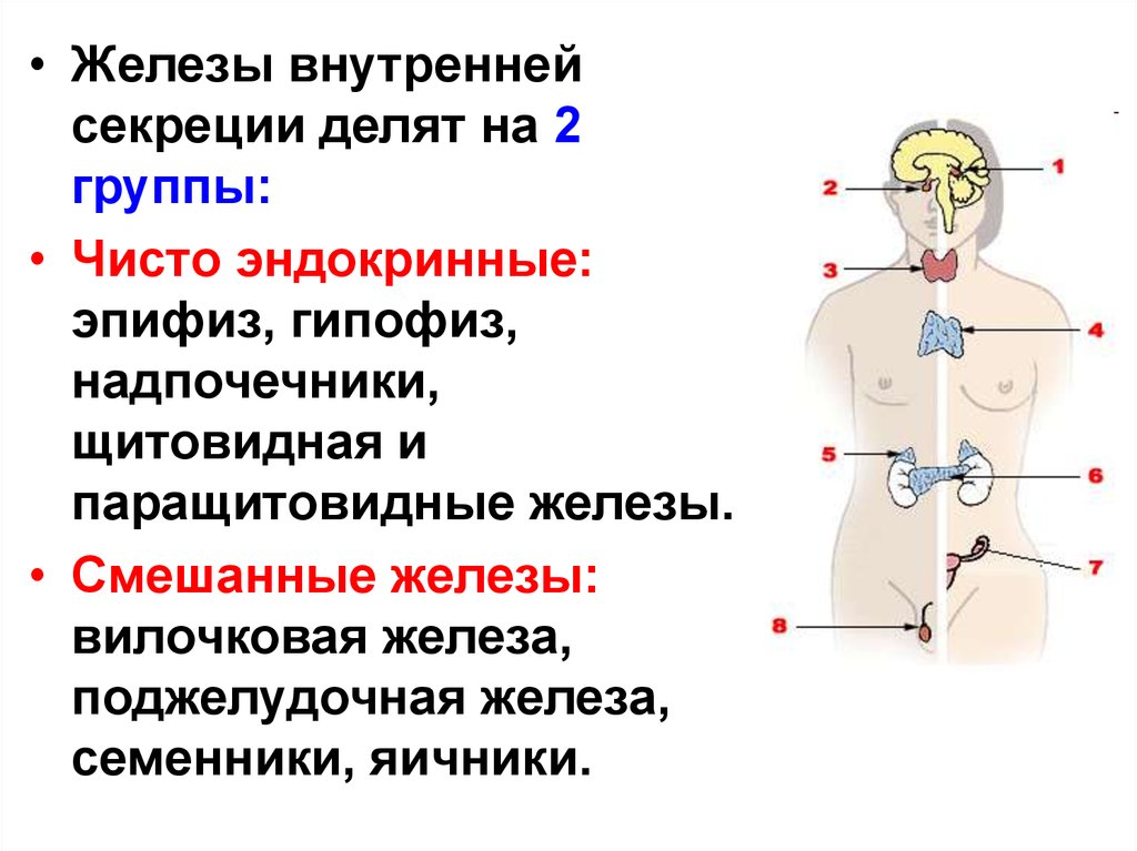 Эпифиз гипофиз надпочечники. Анатомия желез внутренней секреции. Перечислите железы внутренней секреции. Эндокринная система железы внутренней и смешанной секреции. Железы внутренней секреции 2 группы.