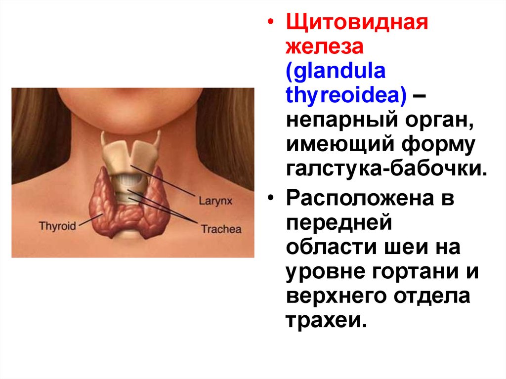 Щитовидная железа биология 8. Щитовидная железа вид сбоку. Анатомия и физиология щитовидной и паращитовидной железы. Щитовидная железа паращитовидные железы тимус. Щитовидная железа (glandula thyroidea) развивается из:.