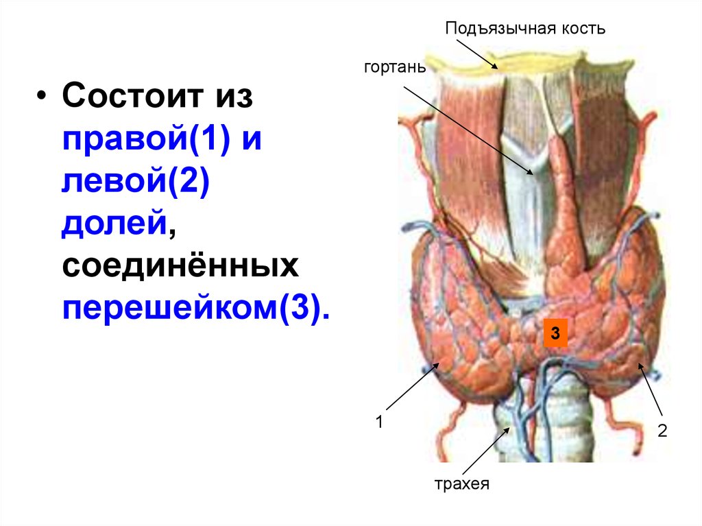 Паращитовидные железы презентация