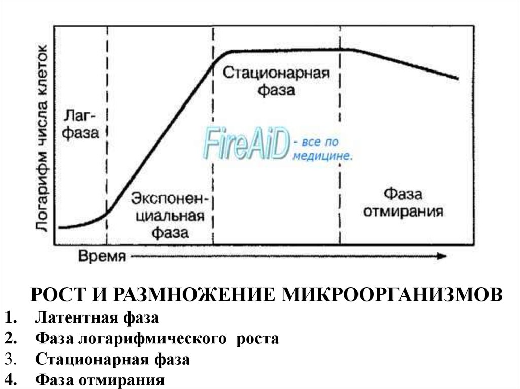 Рост микроорганизмов. Фазы роста микроорганизмов микробиология. Фазы роста и размножения бактерий. Латентная фаза роста микроорганизмов. Логарифмическая фаза роста микроорганизмов.