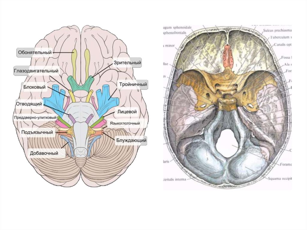 Место выхода нерва из мозга. Выход ЧМН на основании черепа. 12 Пар черепно-мозговых нервов на черепе. 12 Черепных нервов анатомия внутреннее основание черепа. Черепные нервы на основании черепа.