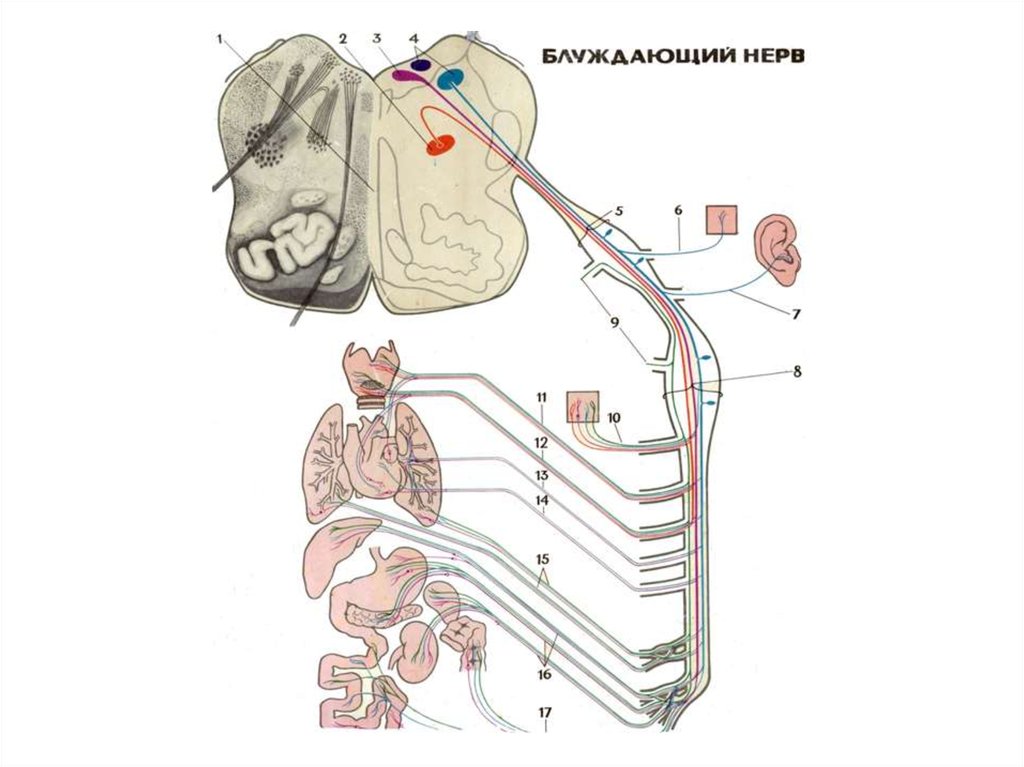 Левый блуждающий нерв. Блуждающий нерв ветви схема. Блуждающий нерв парасимпатическая. Блуждающий нерв анатомия топография. Парасимпатическая часть блуждающего нерва.