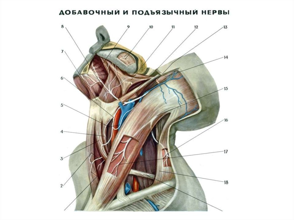 Добавочный нерв. Добавочный нерв анатомия атлас. Топографическая анатомия добавочного нерва. Добавочный нерв топография. Добавочный нерв анатомия топография.