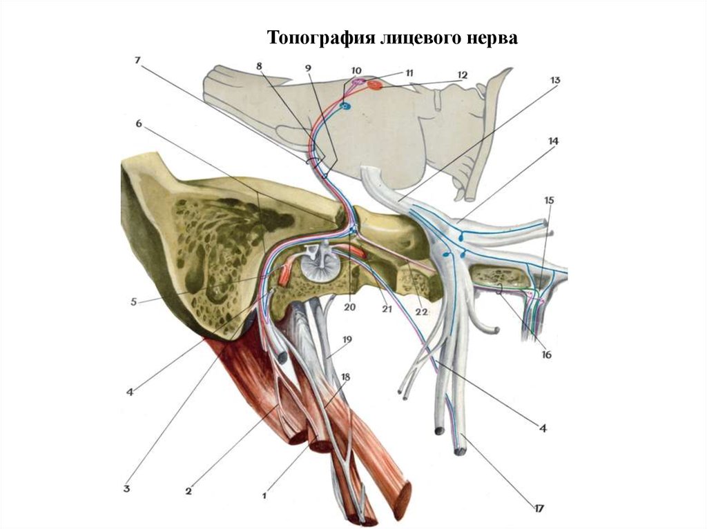 Структура лицевого нерва. Ход канала лицевого нерва анатомия. Канал лицевого нерва анатомия. Лицевой нерв топографическая анатомия. Nervus Facialis анатомия.